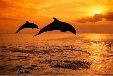 《怪物猎人：荒野》团队承诺将调整平衡性及性能优化